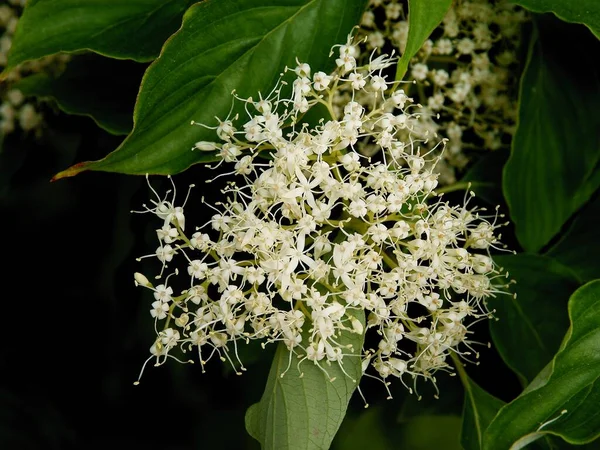 Cornus Sericea Arbusto Ornamental Con Flores Blancas Primavera —  Fotos de Stock