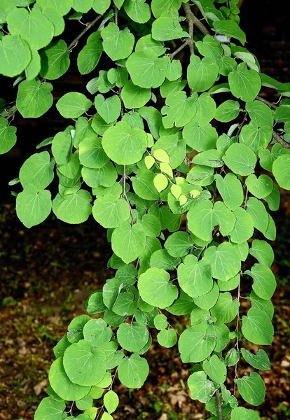 Cerciddyphyllum Japonicum Árbol Con Hojas Verdes — Foto de Stock