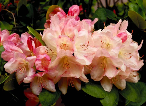 Różowe Czerwone Kwiaty Krzewu Rododendronowego Wiosną — Zdjęcie stockowe