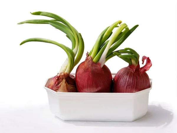 Red Big Onions Growing Green Leaves — Stock Photo, Image