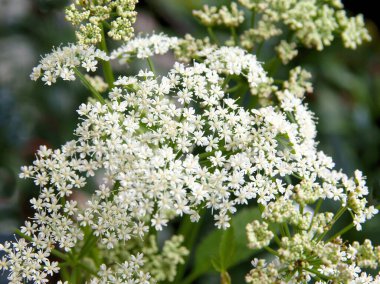 Beyaz çiçekli yabani Anthriscus serefolium