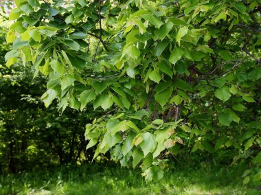 İlkbaharda taze, yeşil ıhlamur yaprakları.