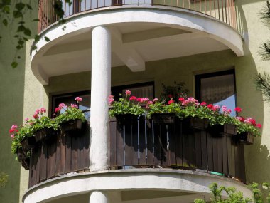  kırmızı, mor ya da pembe yapraklı sardunya saksı bitkisi