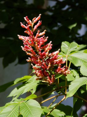 At kestanesinin kırmızı çiçekleri - İlkbaharda Aesculus carnea ağacı