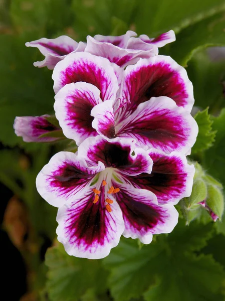 Geranien Topfpflanze Mit Roten Violetten Oder Rosa Blütenblättern — Stockfoto