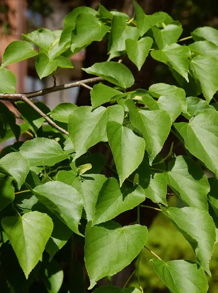 Fresh Growing Green Leaves Linden Tree Spring — Stock Photo, Image