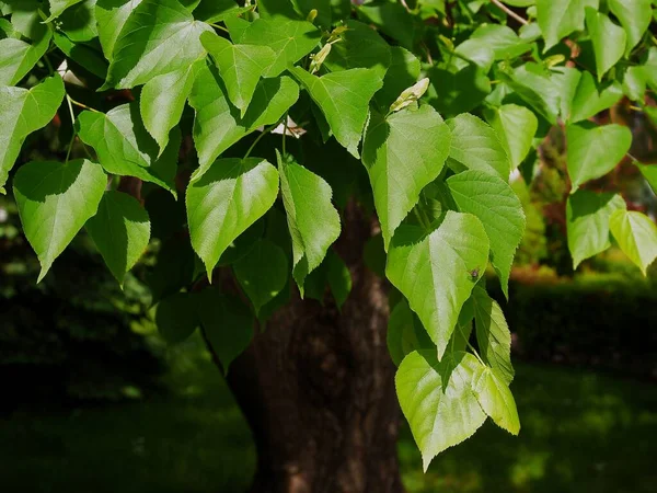 Foglie Verdi Fresche Crescita Tiglio Primavera — Foto Stock