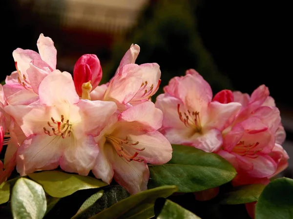 Fiori Rosa Rossi Rododendro Cespuglio Primavera — Foto Stock