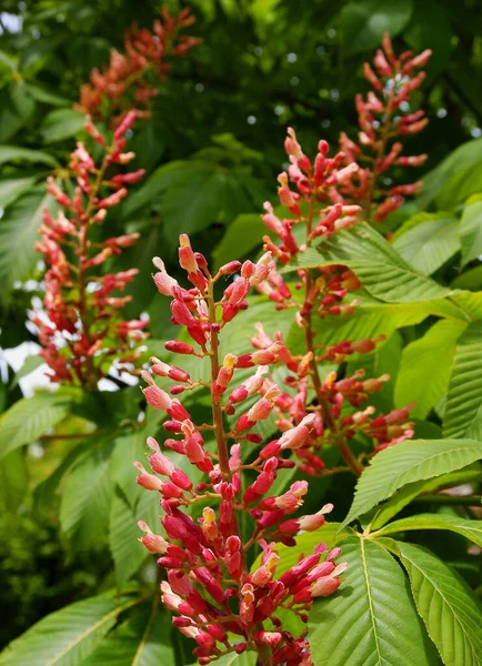 Fleurs Rouges Châtaignier Aesculus Carnea Printemps — Photo