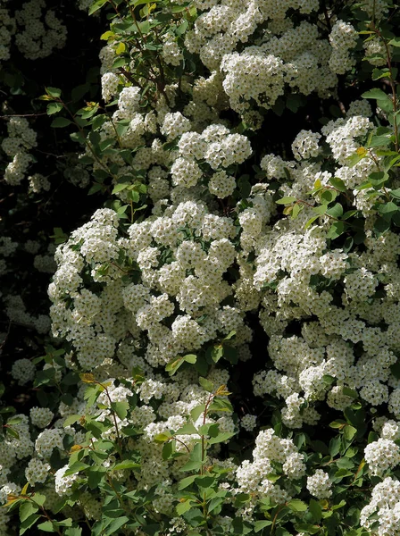 Spiraea Zierstrauch Mit Weißen Blüten Frühling — Stockfoto