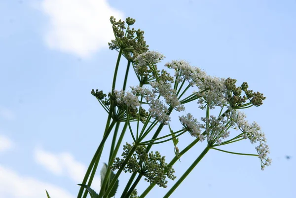 Dzika Roślina Anthriscus Cerefolium Białymi Kwiatami — Zdjęcie stockowe