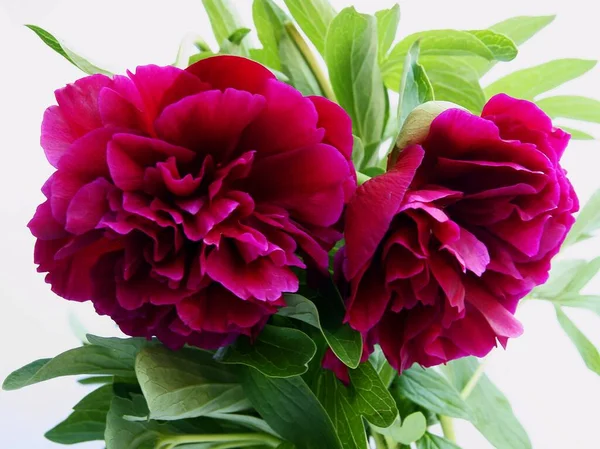 Graziosi Fiori Pianta Peonia Primavera — Foto Stock