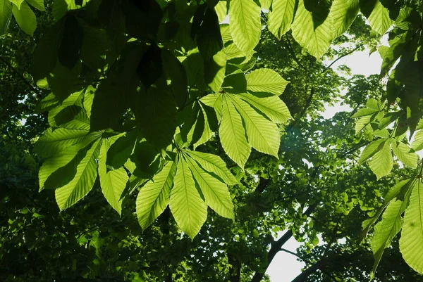 Castaño Aesculus Hippocastanum Con Follaje Verde Flores Blancas —  Fotos de Stock