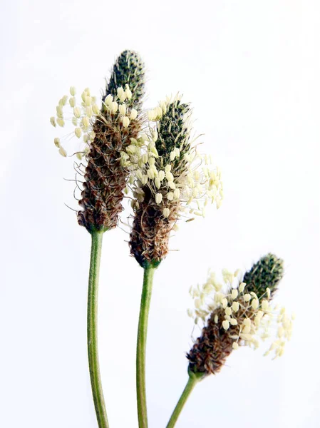 Flores Plantago Lanceolate Planta Primavera — Fotografia de Stock