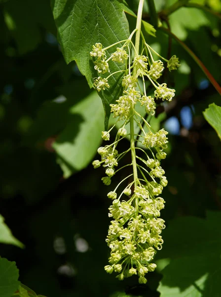 Sycamore Akçaağaç Acer Psödoplatanus Ağacı Manzarayı Kapatır — Stok fotoğraf