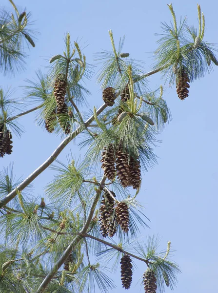 Pinus Walichiana Naaldboom Met Grote Kegels Lange Naalden — Stockfoto