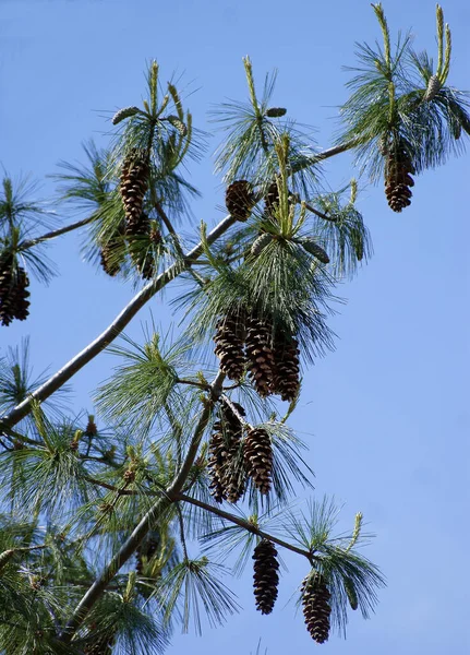 Δέντρο Κωνοφόρων Pinus Walichiana Μεγάλους Κώνους Και Μακριές Βελόνες — Φωτογραφία Αρχείου