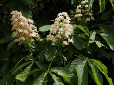 Kestane ağacı - Aesculus hipokastanum yeşil yapraklı ve beyaz çiçekli