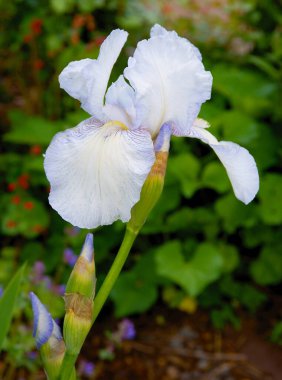 İlkbaharda Iris 'in güzel çiçeği