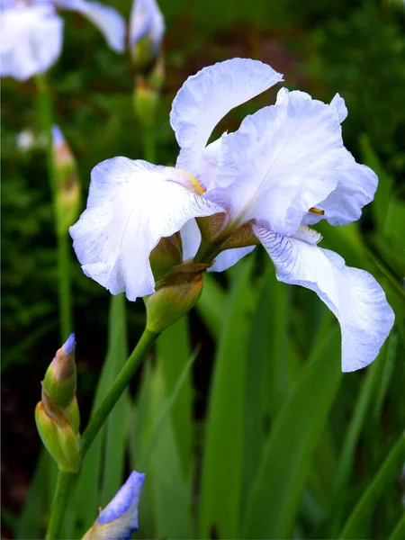 Pretty Lila Flower Iris Plant Spring — Stock Photo, Image