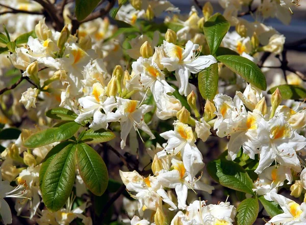 Fiori Bianchi Gialli Rododendro Cespuglio Primavera — Foto Stock