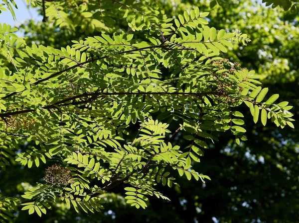 Ramitas Rowan Tree Sorbus Aucuparia Primavera —  Fotos de Stock