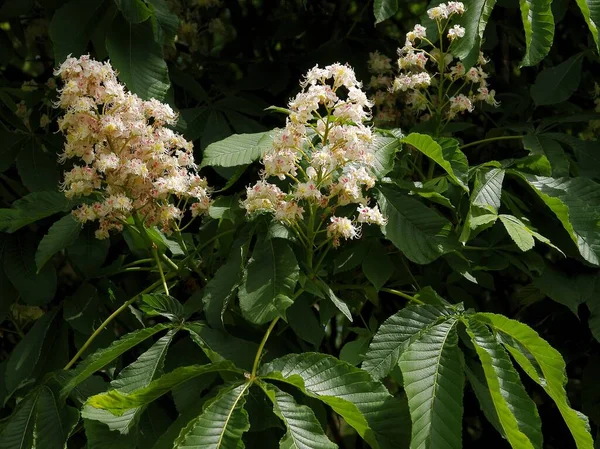 Castaño Aesculus Hippocastanum Con Follaje Verde Flores Blancas —  Fotos de Stock