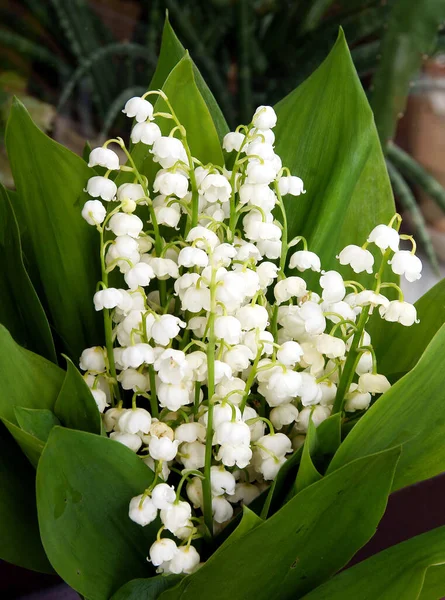 Flores Perfumadas Brancas Lírio Vale Que Floresce Primavera — Fotografia de Stock