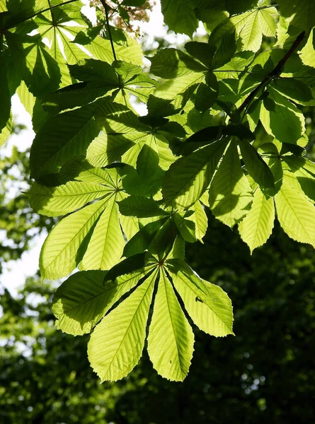 Castanheira Aesculus Hippocastanum Com Folhagem Verde Flores Brancas — Fotografia de Stock