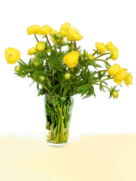 Yellow Pretty Flowers Trollius Europaeus Plant — Stock Photo, Image