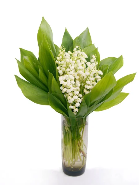 Witte Geurige Bloemen Van Lelie Van Vallei Bloeien Het Voorjaar — Stockfoto