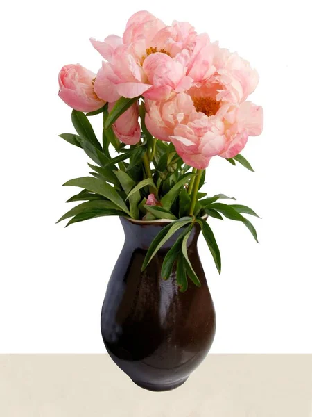 Красивые Цветки Пиона Весной — стоковое фото