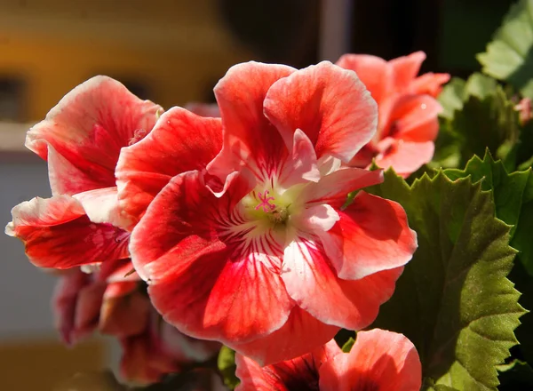 Planta Envasada Gerânio Com Pétalas Vermelhas Roxas Rosa — Fotografia de Stock