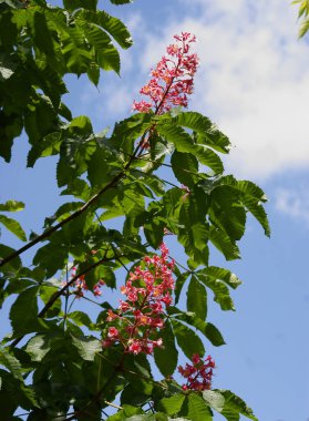At kestanesinin kırmızı çiçekleri - İlkbaharda Aesculus carnea ağacı