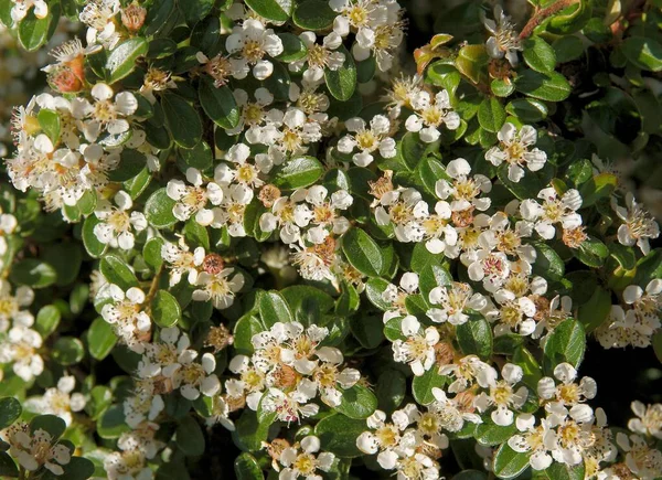 Pianta Cotoneaster Horizontalis Con Piccoli Bei Fiori Primavera — Foto Stock