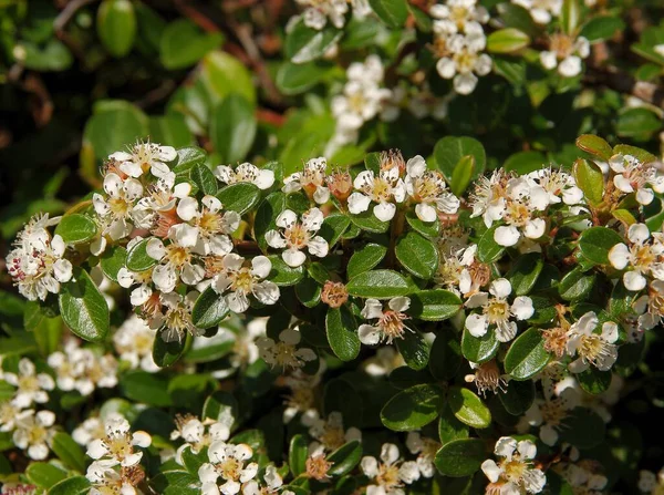 Cotoneaster Horizontalis Roślina Małymi Ładne Kwiaty Wiosnę — Zdjęcie stockowe