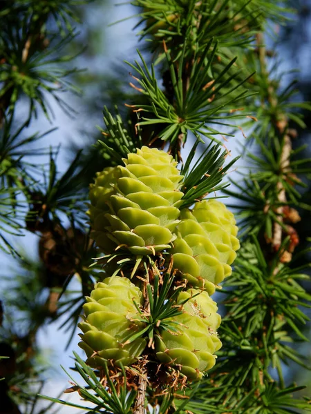 Larch Árvore Com Growiing Cones Verdes Frescos Primavera — Fotografia de Stock