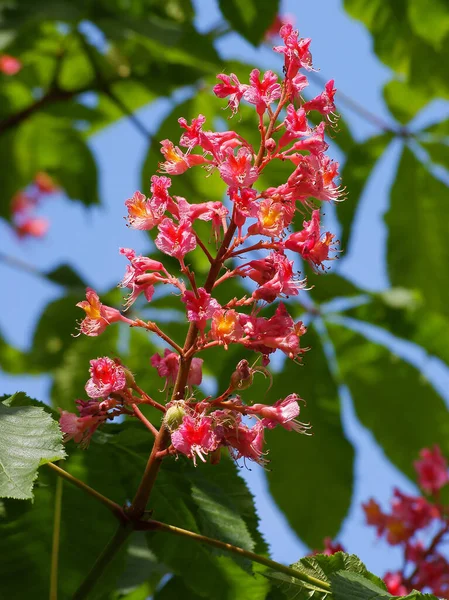 Flores Vermelhas Castanha Cavalo Aesculus Carnea Tree Primavera — Fotografia de Stock