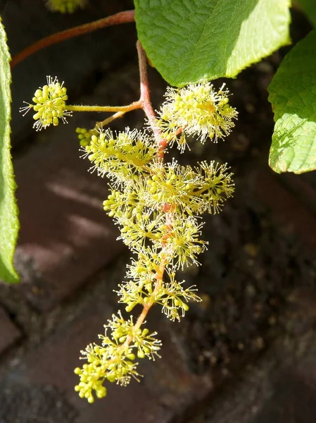 Fleurs Feuilles Plante Grimpante Aristolochia Macrophylla — Photo