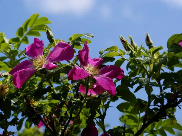 春天里蔷薇灌木的紫色花朵 — 图库照片