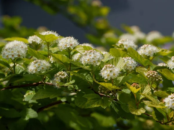 Vita Blommor Och Gröna Blad Physocarpus Opulifolius Buske Våren — Stockfoto