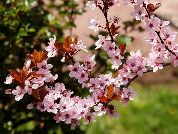 Flores Rosadas Del Árbol Prunus Serrulata Primavera — Foto de Stock