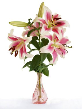 Kahverengi polenleri olan güzel pembe beyaz zambaklar.