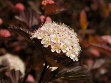 İlkbaharda Physocarpus opulifolius çalılığının pembe küçük çiçekleri