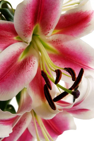 Szép Rózsaszín Fehér Liliomok Barna Pollen Közelről — Stock Fotó