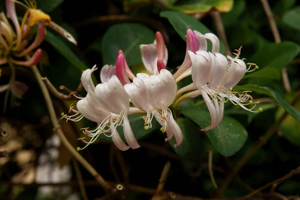 Fiori Multicolori Gialli Rossi Rosa Del Rampicante Lonicera Primo Piano — Foto Stock