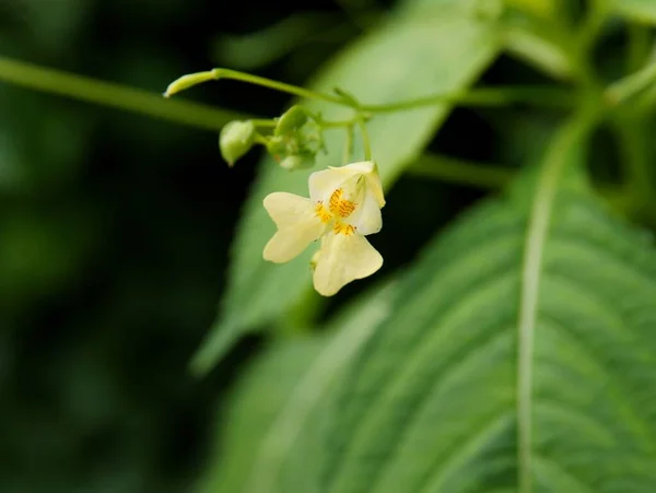 Żółty Mały Kwiat Dzikiej Rośliny Impatiens Parviflora Zbliżenie — Zdjęcie stockowe
