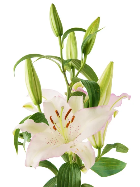 Pretty Pink White Lilies Brown Pollen Close — Stock Photo, Image