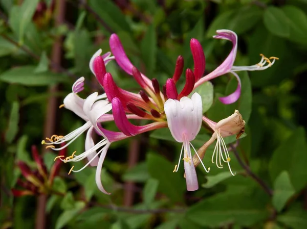 Fiori Multicolori Gialli Rossi Rosa Del Rampicante Lonicera Primo Piano — Foto Stock