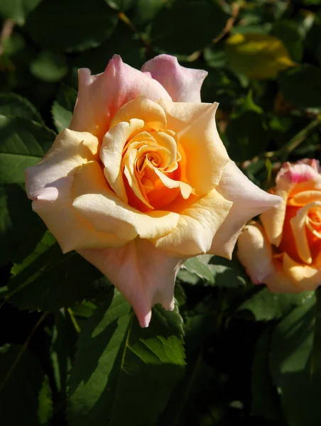 Ροζ Και Κίτρινα Τριαντάφυλλα Κοντά Καλοκαίρι — Φωτογραφία Αρχείου